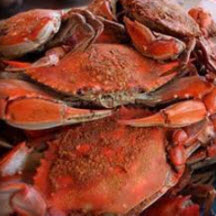 Maryland Steamed Crabs